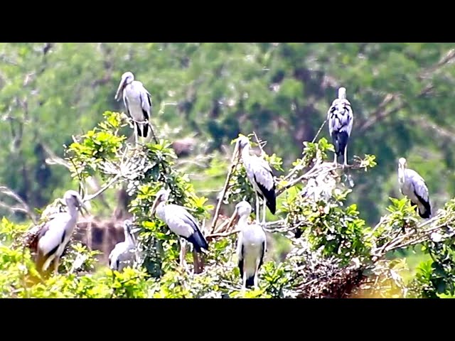 'Video thumbnail for Amazing of lake - Bird life on here & makng nest on lake | EP 05'