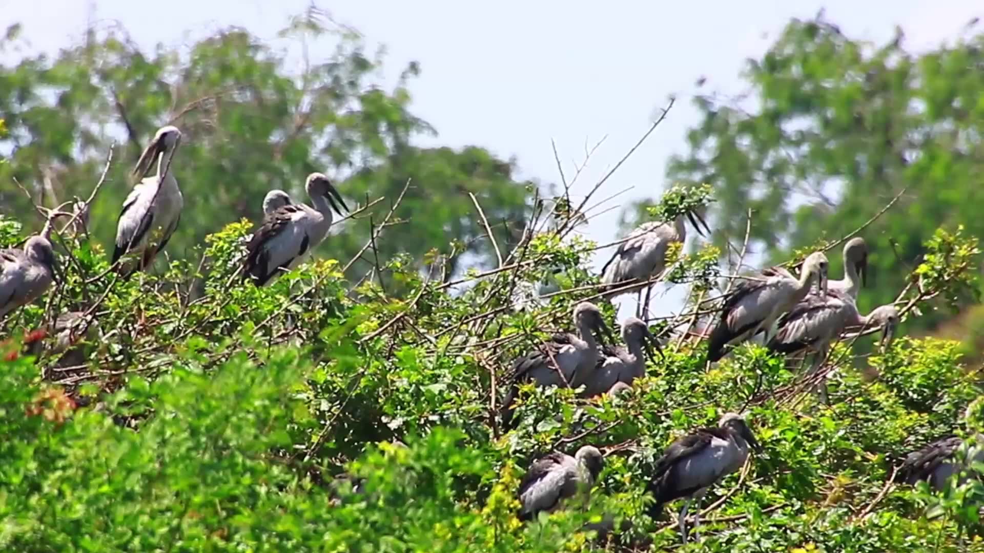 'Video thumbnail for Amazing of lake - Bird life on here & makng nest on lake | EP 05'