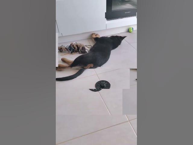'Video thumbnail for 🐶📊'