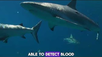 'Video thumbnail for "Dive into Discovery: 10 Jaw-Dropping Shark Fun Facts You Didn't Know!"'