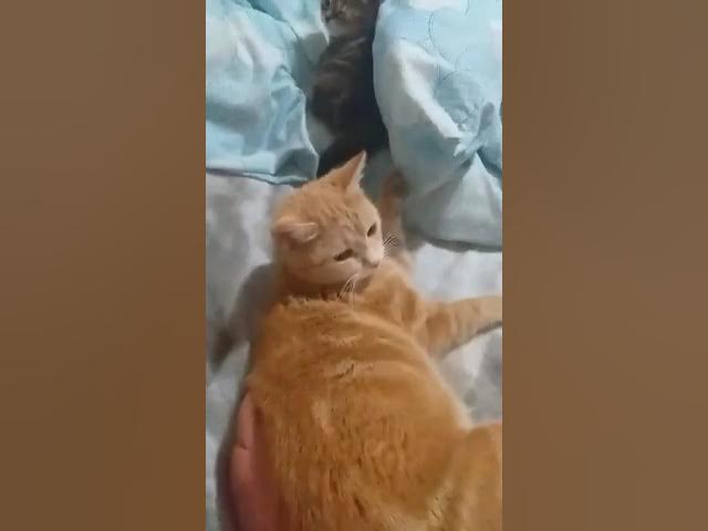 Video thumbnail for pisici