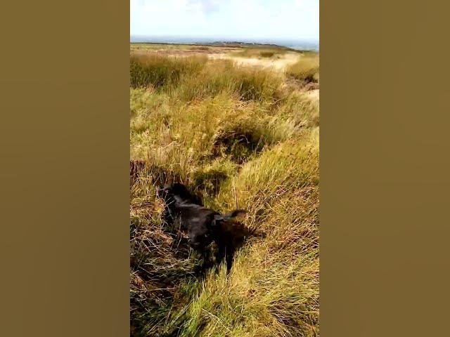 Video thumbnail for Cockers on a windy fell