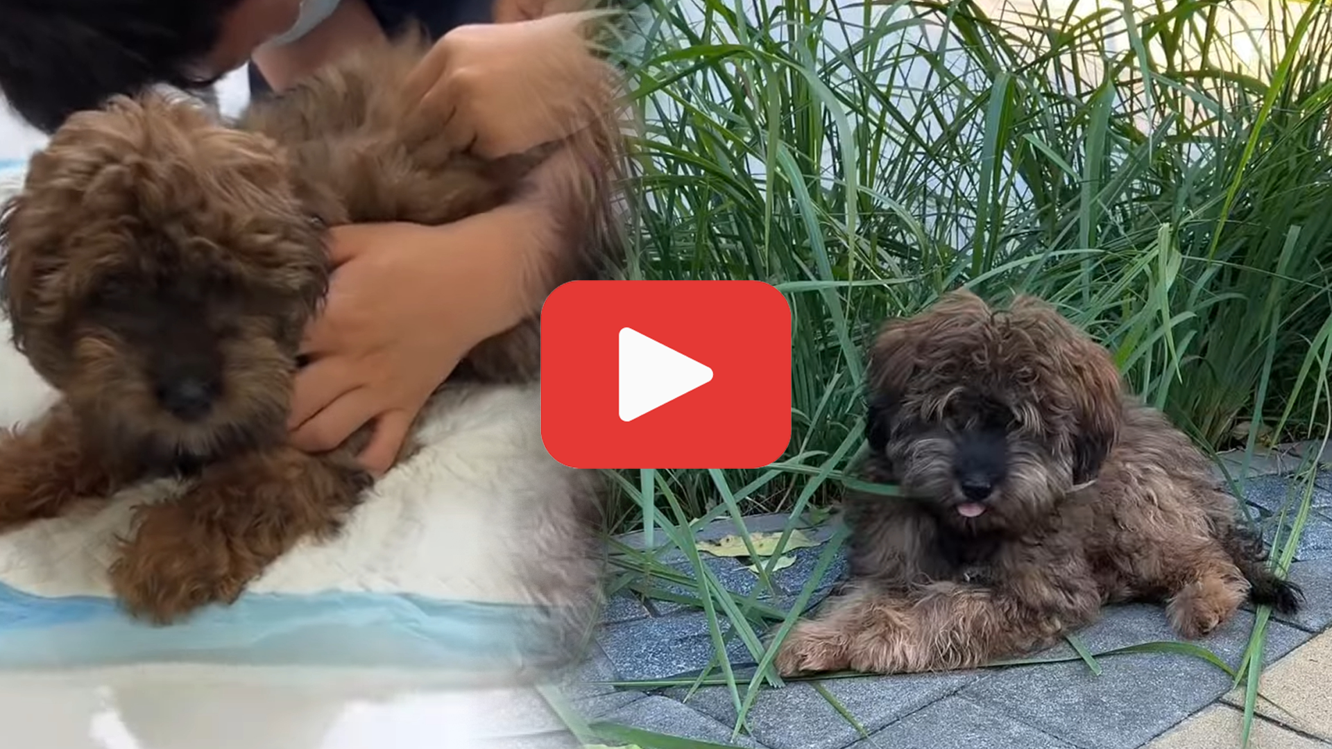 'Video thumbnail for Forced to Eat Twigs—The Heartbreaking Story You Haven’t Heard'