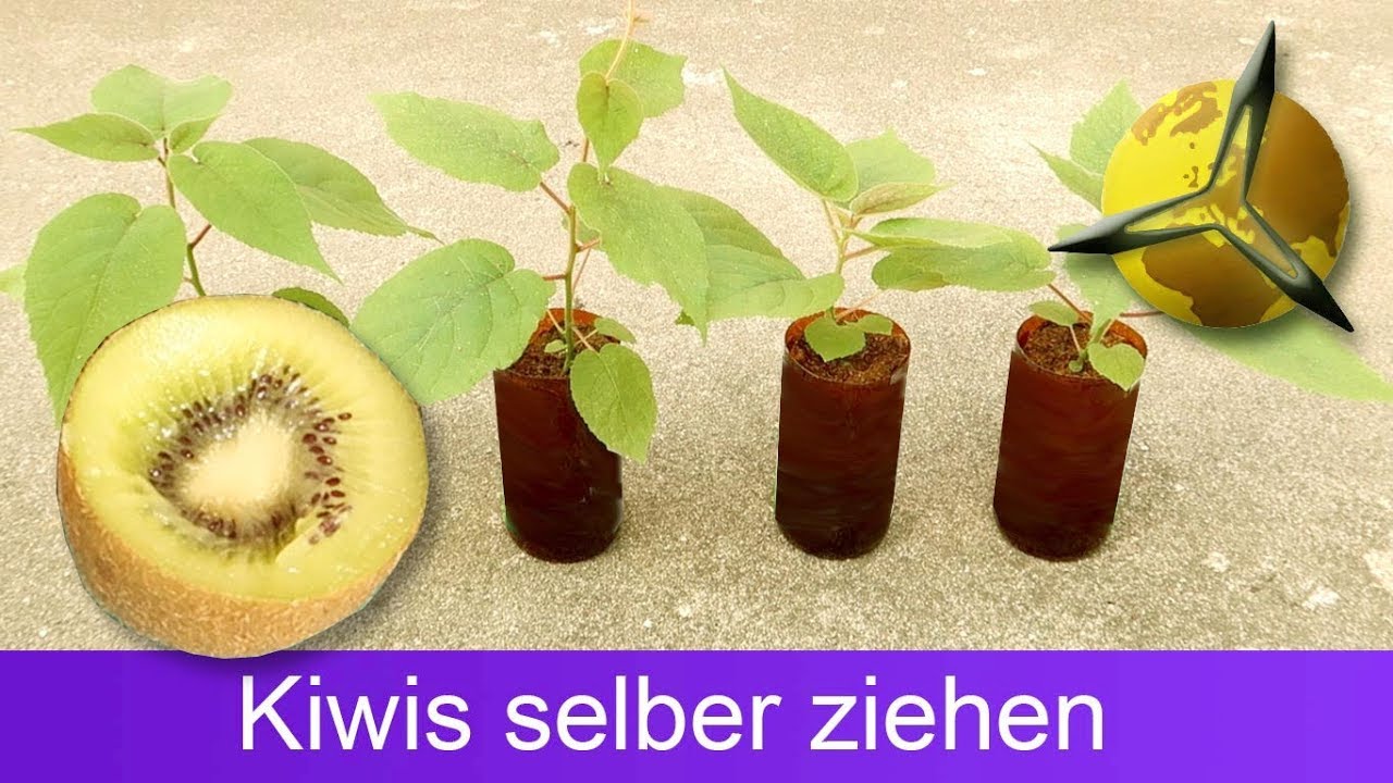 Video thumbnail for Kiwis aus Samen selber ziehen / pflanzen