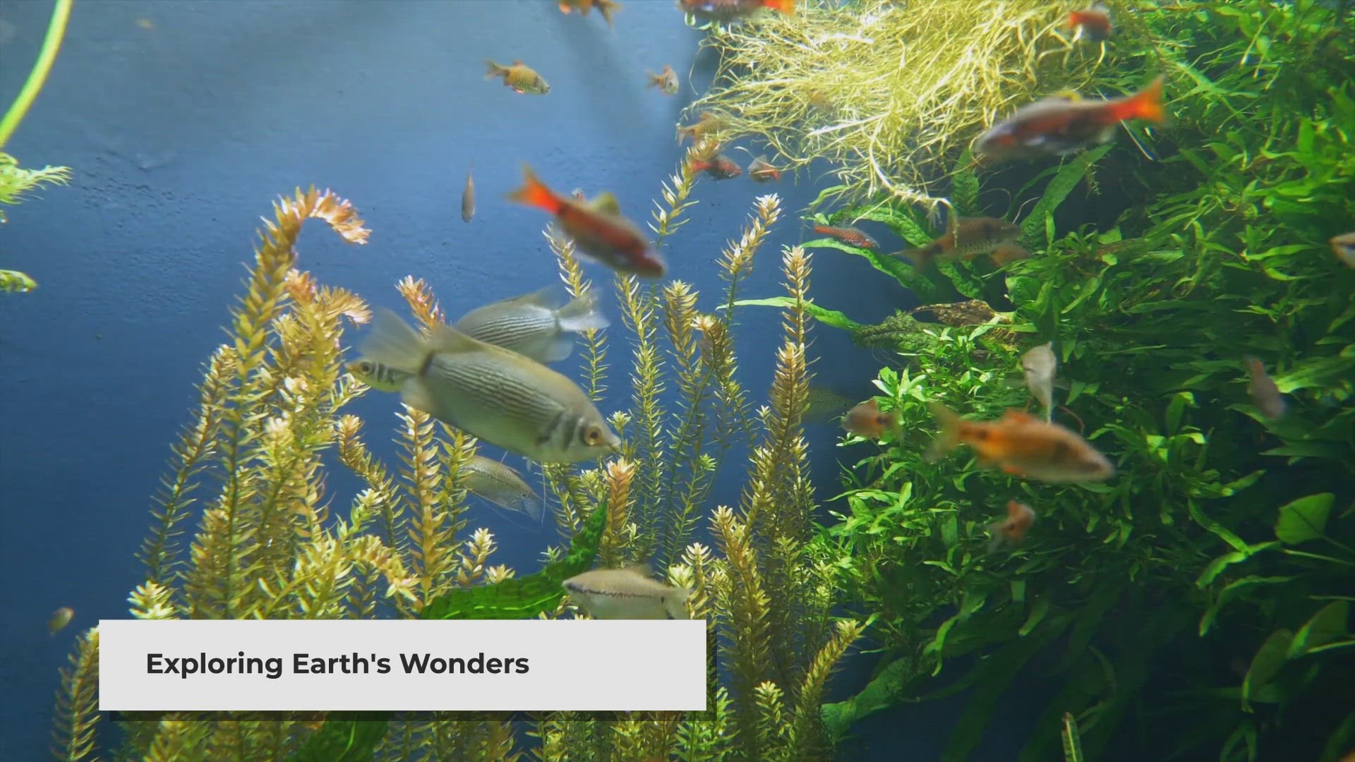 Video thumbnail for Encyclopedia Earth: Documenting the Planet in the Digital Age