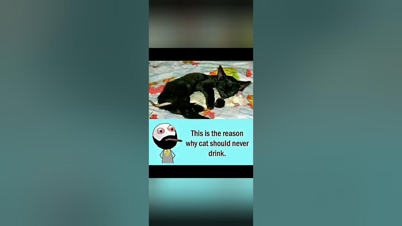 'Video thumbnail for Memes only Legends will find funny,op memes | Relatable memes | #213 #shorts #memes #anonymous #meme'