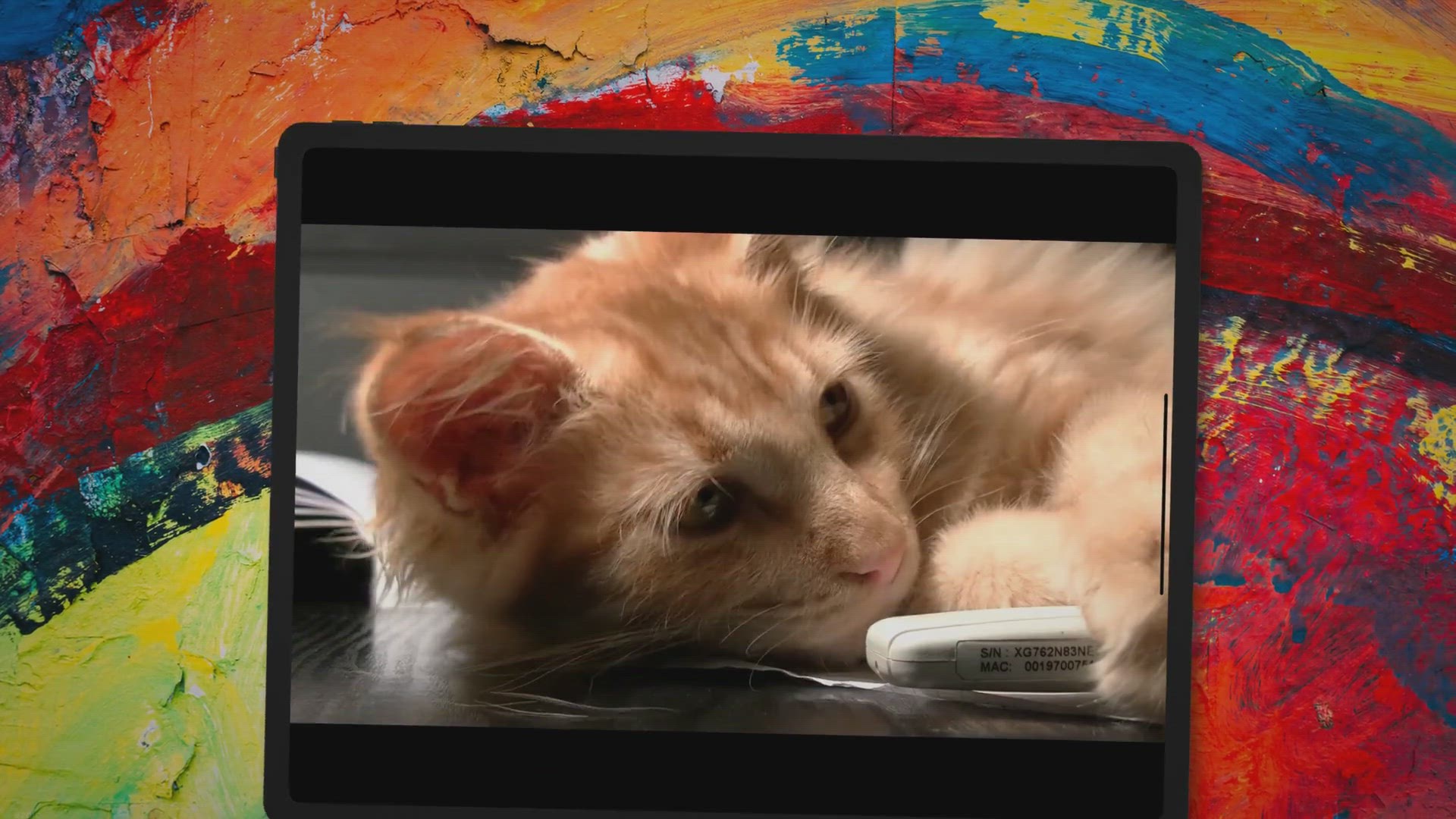 Video thumbnail for 7 Ways to Secure Cat In Car With Leash (You Should Know!)