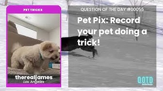 Video thumbnail for therealjames' dog has a very impressive trick. How CUTE!!