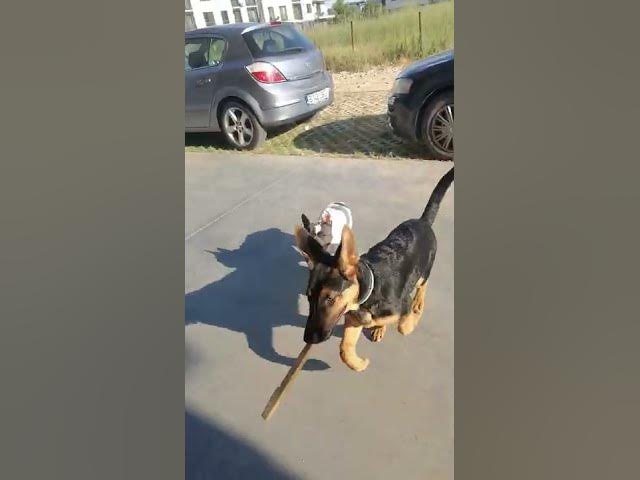 'Video thumbnail for #dog #happydog #germanshepherd #happy #gsdpuppy #gsd #puppy'