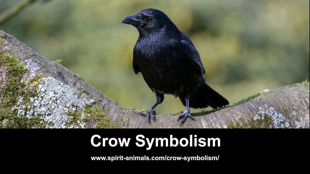 Dodo Bird Symbolism & Meaning (+Totem, Spirit & Omens) - World Birds