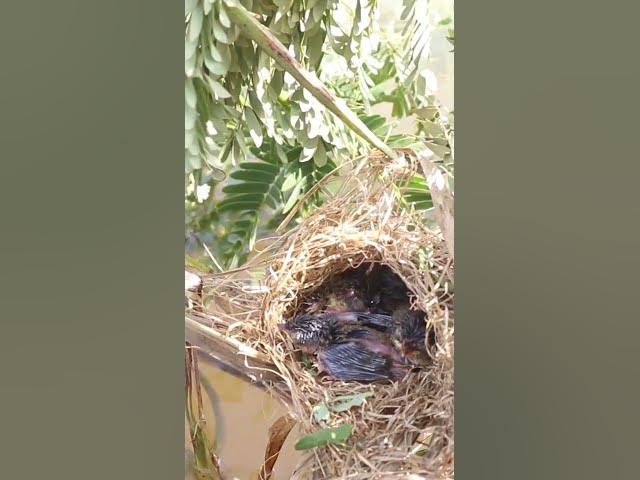 Video thumbnail for Babies Bird Cries Feed Eat (EP-89)  #birds #nature #birdfeeding #birdwatching