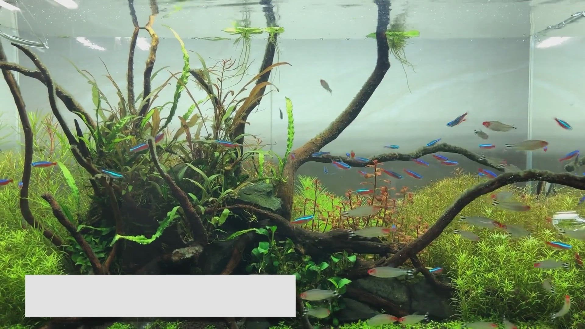 Video thumbnail for Aquarium Water Change Frequency: A Guide for Optimal Health