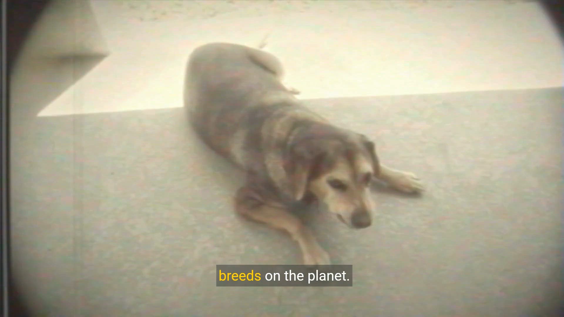 Video thumbnail for The Need for Speed: Exploring the World's Fastest Dog Breeds