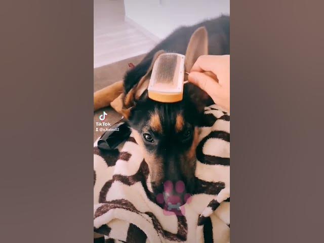 'Video thumbnail for #happydog #happy #dog #germanshepherd #gsdpuppy #gsd'