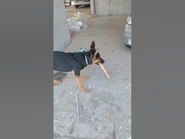 'Video thumbnail for #dog #happydog #germanshepherd #happy #gsdpuppy #gsd #puppy'