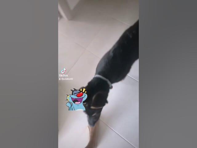'Video thumbnail for baloo #wakes up #mother #dog #gsdpuppy #gsd #germanshepherd #happydog #happy'