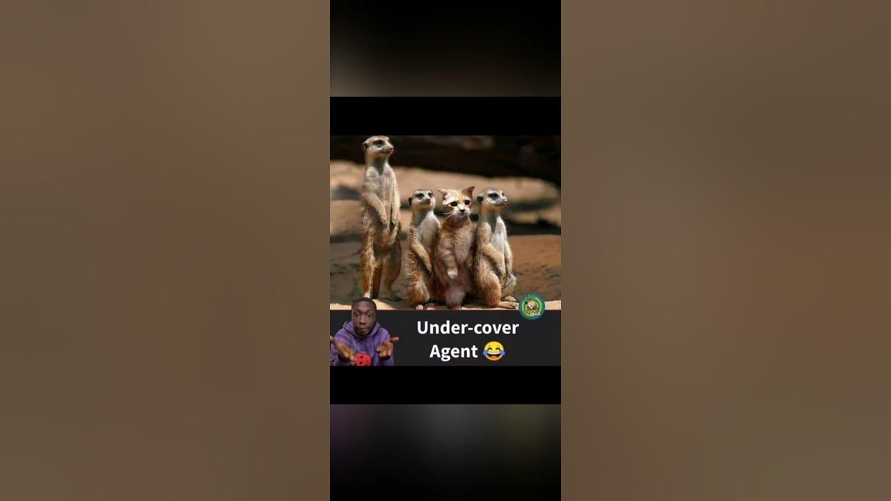 'Video thumbnail for Memes only Legends will find funny,op memes | Relatable memes | #118 #shorts #memes #anonymous #meme'