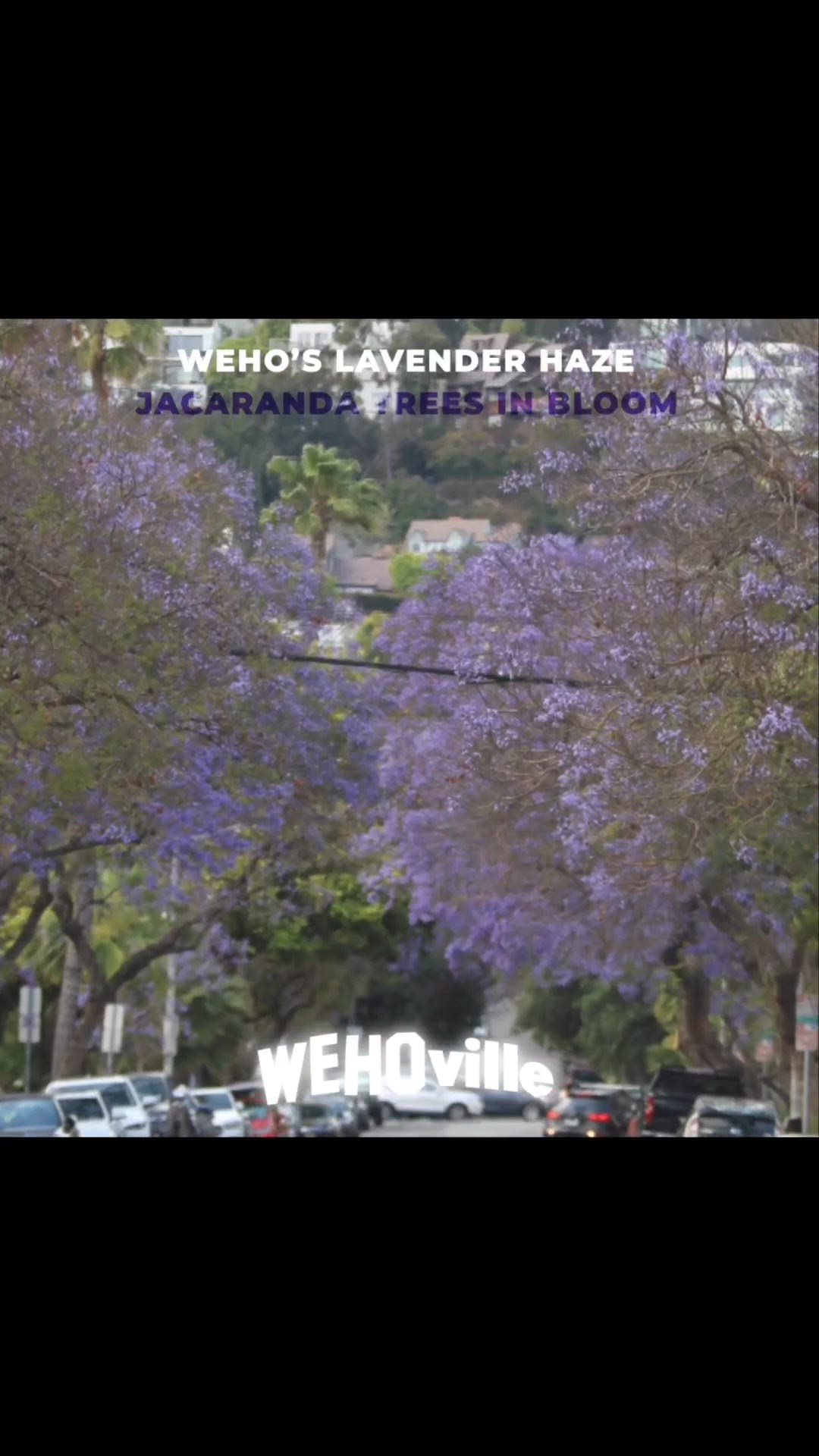 Video thumbnail for Jacarandas: West Hollywood's Lavender Haze