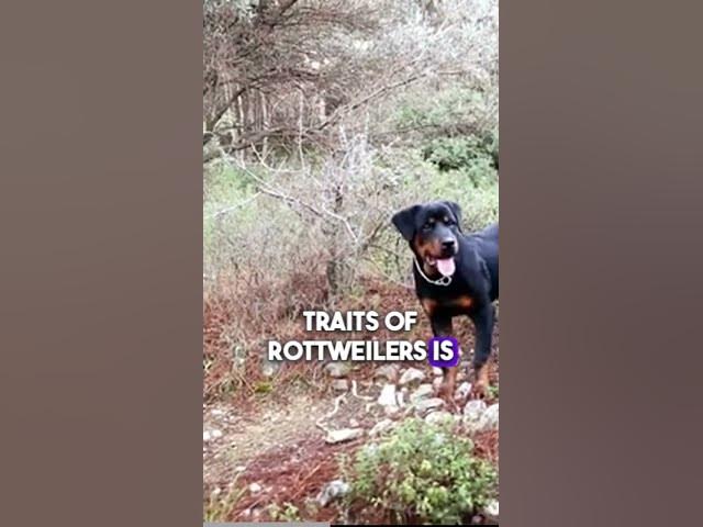 'Video thumbnail for German Shepherd Vs Rottweiler 1'