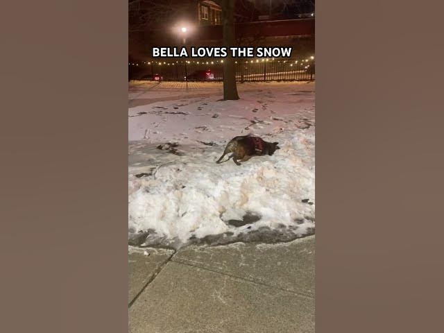 Video thumbnail for Bella loves the snow… #dog #dogs #snow