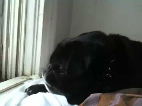 Video thumbnail for Pug barking at cat