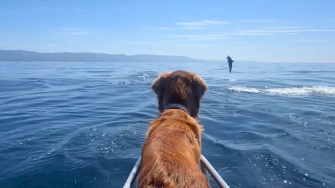 Video thumbnail for Dog Get Treated To Amazing Show By Pod Of Dolphins