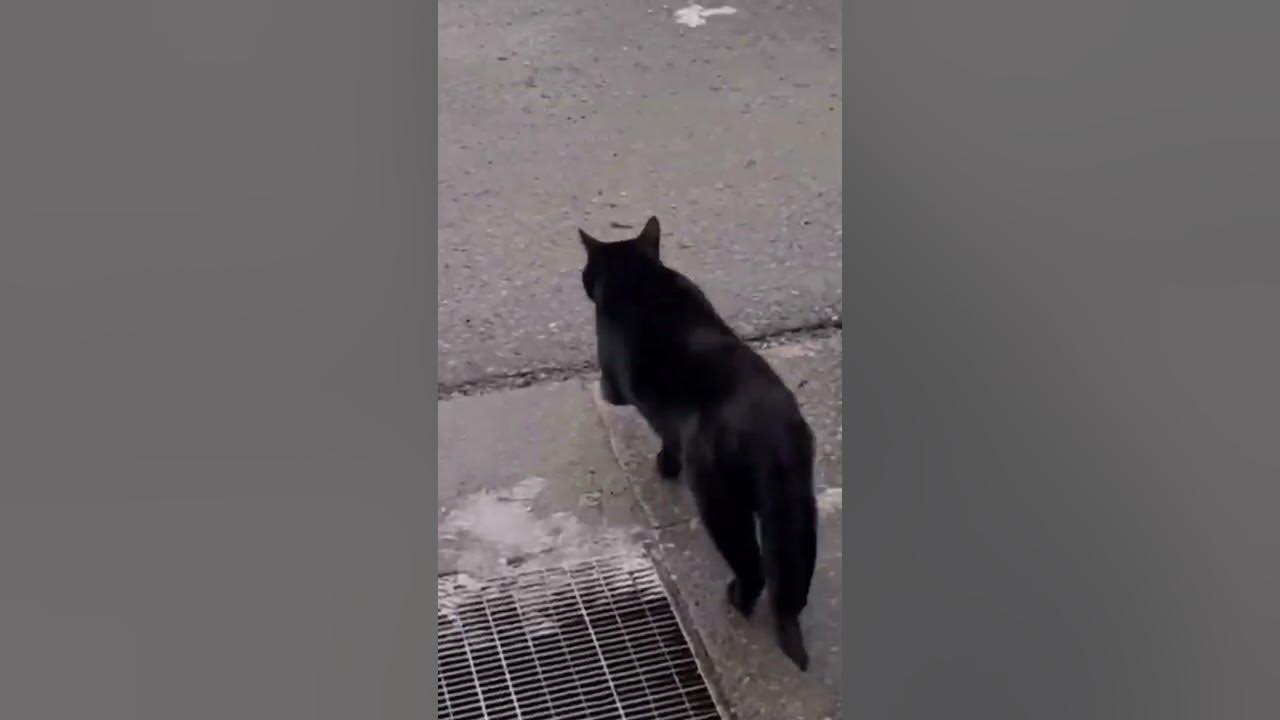 Video thumbnail for The black cat wants to go outside!😂#shorts