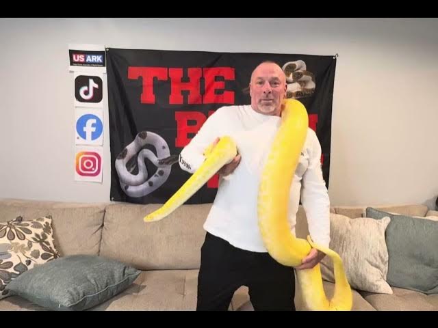 Video thumbnail for BURMESE PYTHON 🐍