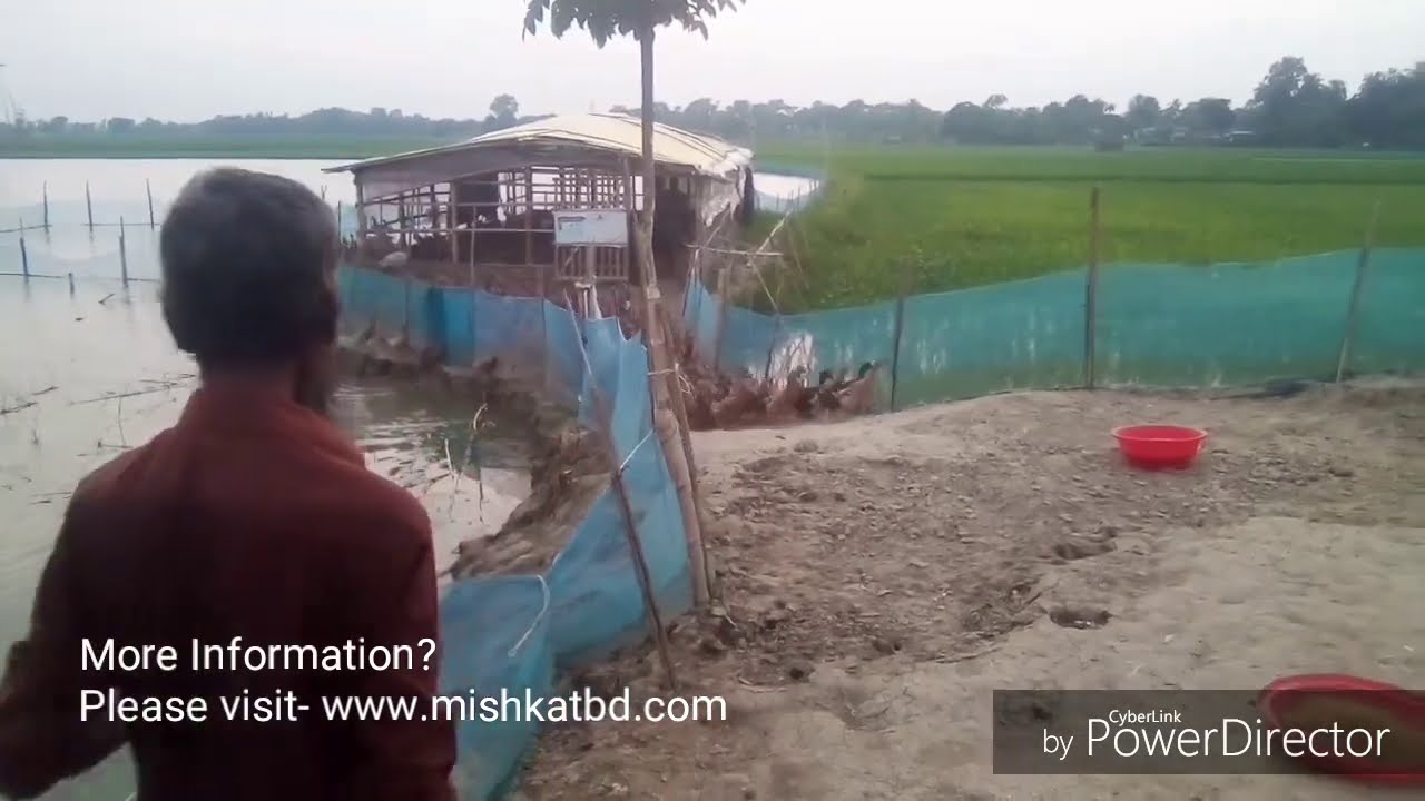 Video thumbnail for হাঁসের খাদ্য, ডাক গ্রোয়ার ফিড ফরমুলেশন