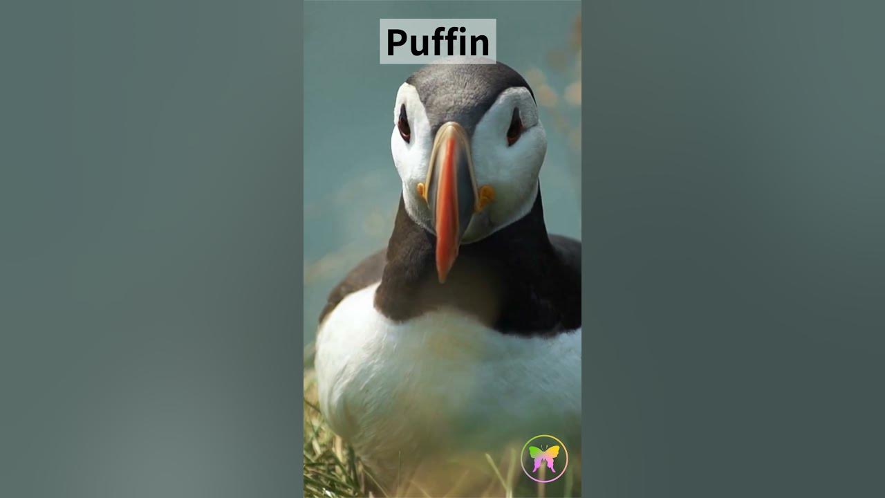 Video thumbnail for Puffin Vertical