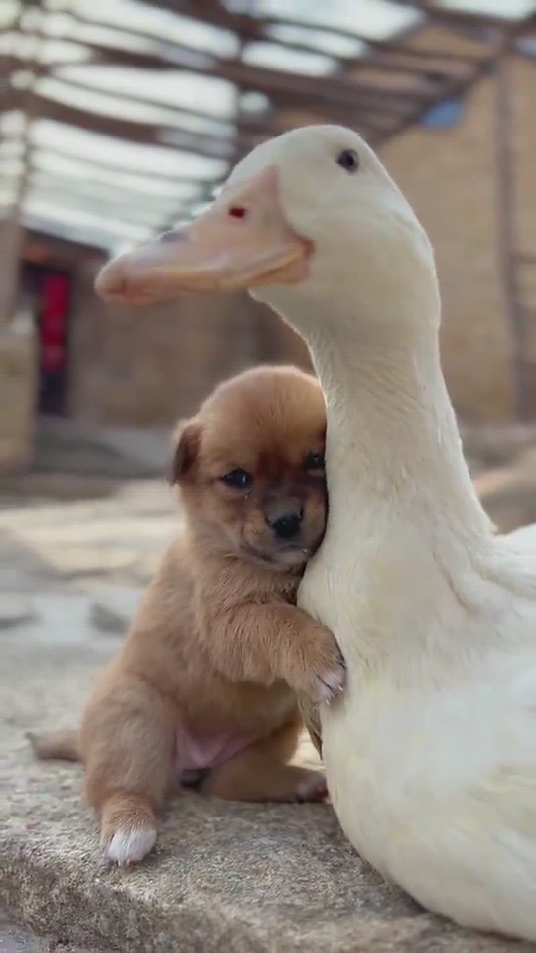 Video thumbnail for The Duck and the Cat