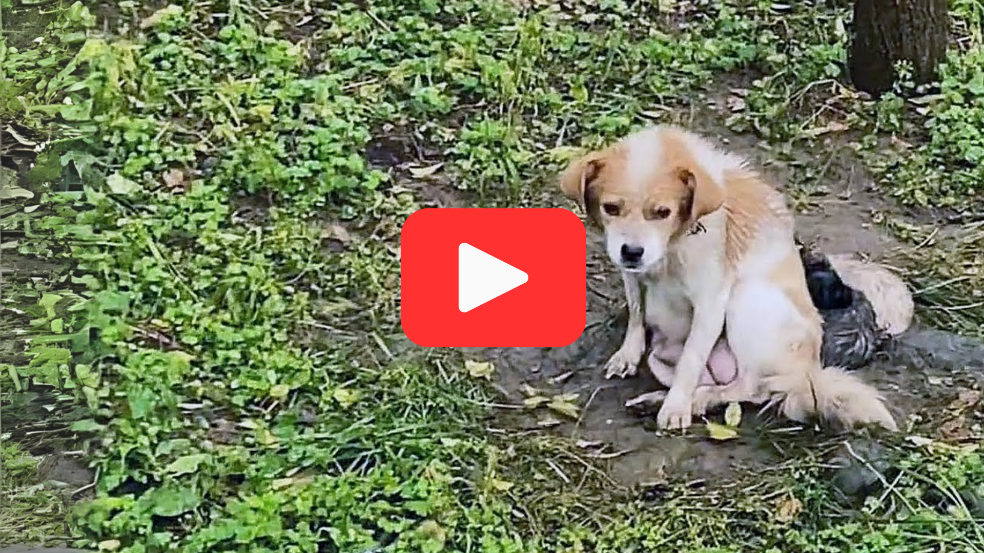 'Video thumbnail for Abandoned and Alone—A Stray Dog and Her Puppies Seek Hope'