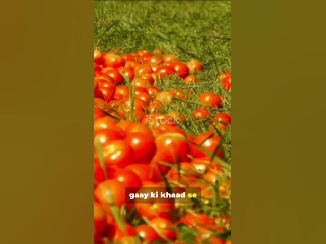 Video thumbnail for #tittle मेहनती किसान और उसकी  गाय 🐄🐄