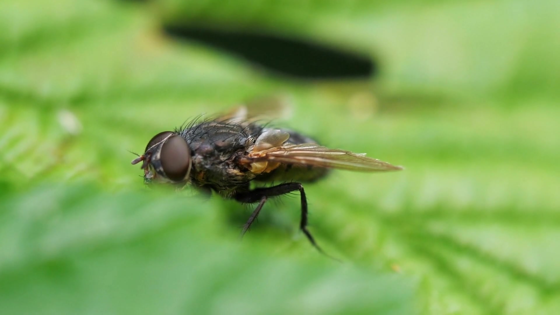 Video thumbnail for Natural Scents That Repel Flies: Create a Pest-Free Summer