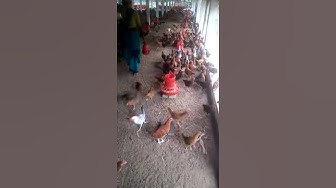 Video thumbnail for সোনালী মুরগিকে ম্যাস খাদ্য দিয়ে পালন করছেন ময়মনসিংহের মাছুম ভাই।