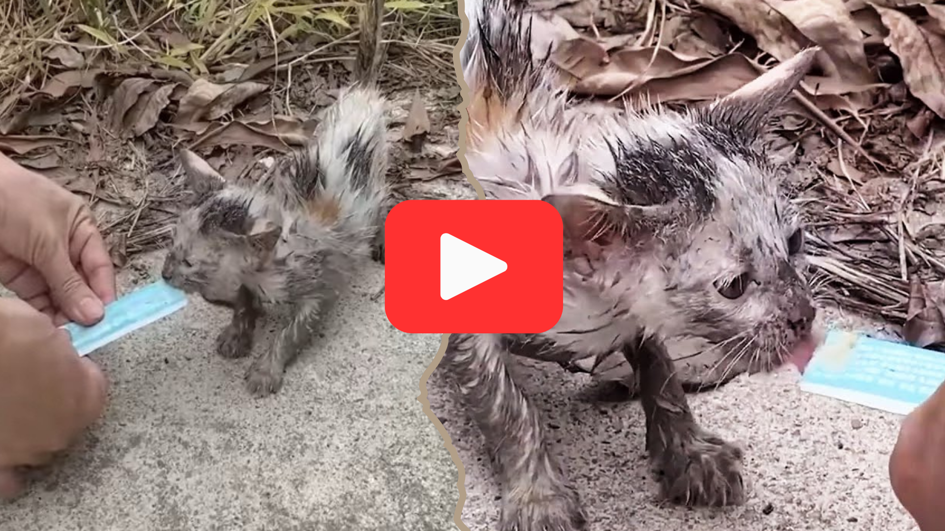 'Video thumbnail for Lost and Starving—The Stray Kitten Who Finally Felt Love'