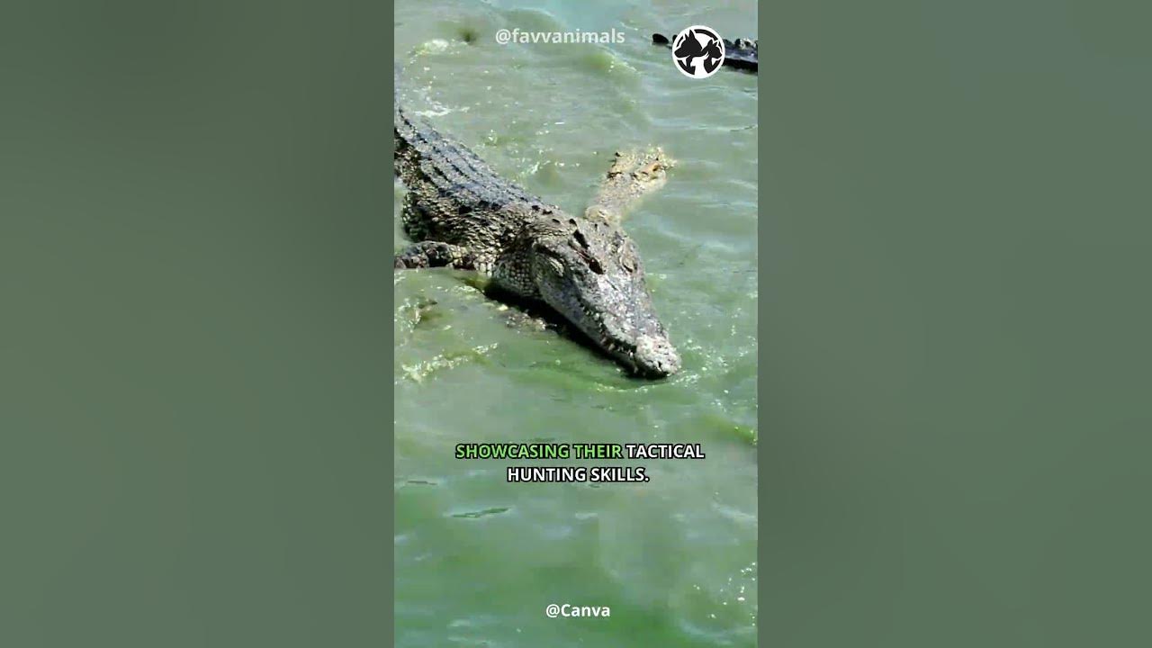 Video thumbnail for River Titans - Crocodile Kingdoms in the Wetlands #shorts #animals #wildlife