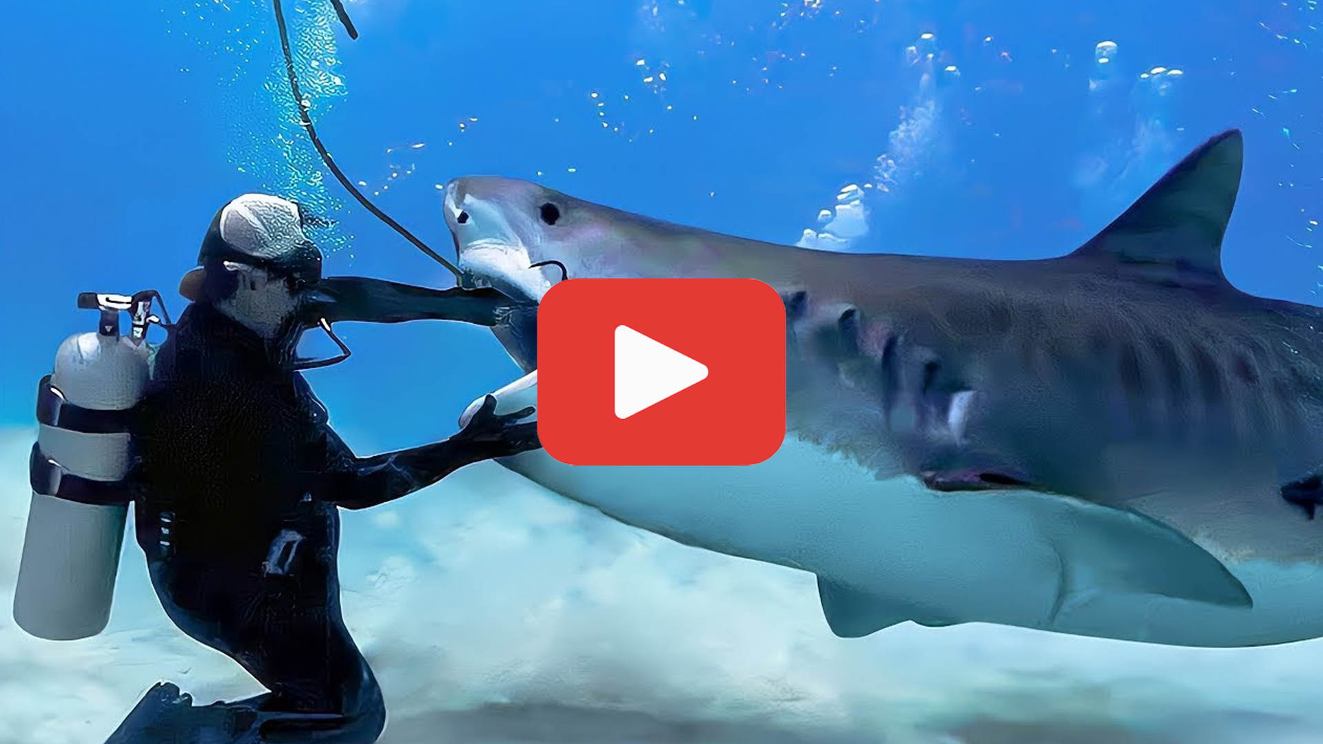 'Video thumbnail for Diver Risks Reaching Into Shark’s Mouth—The Truth Was Unnerving'