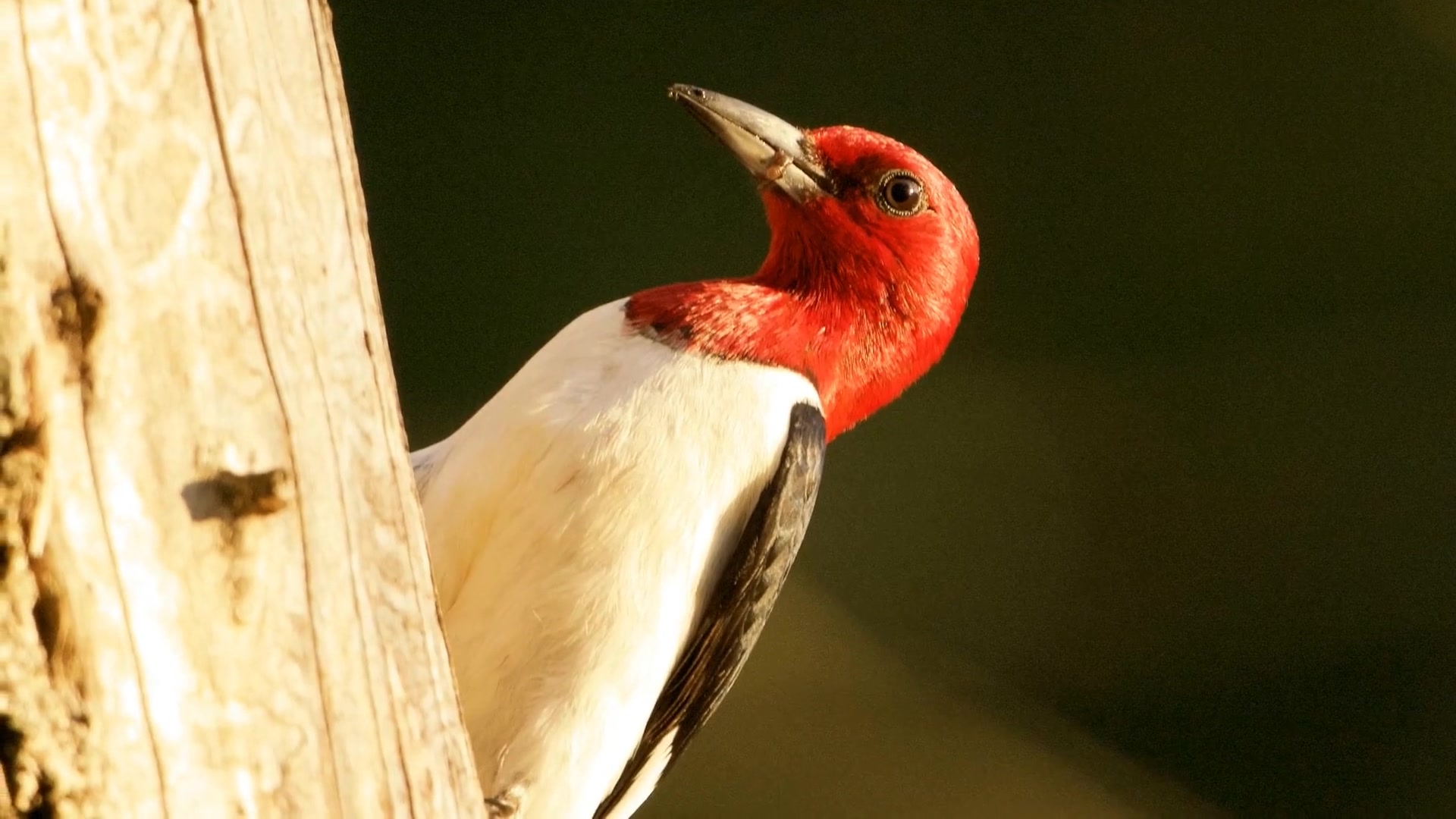 Video thumbnail for 9 Woodpecker Species in Pennsylvania: A Guide to Identification and Observation