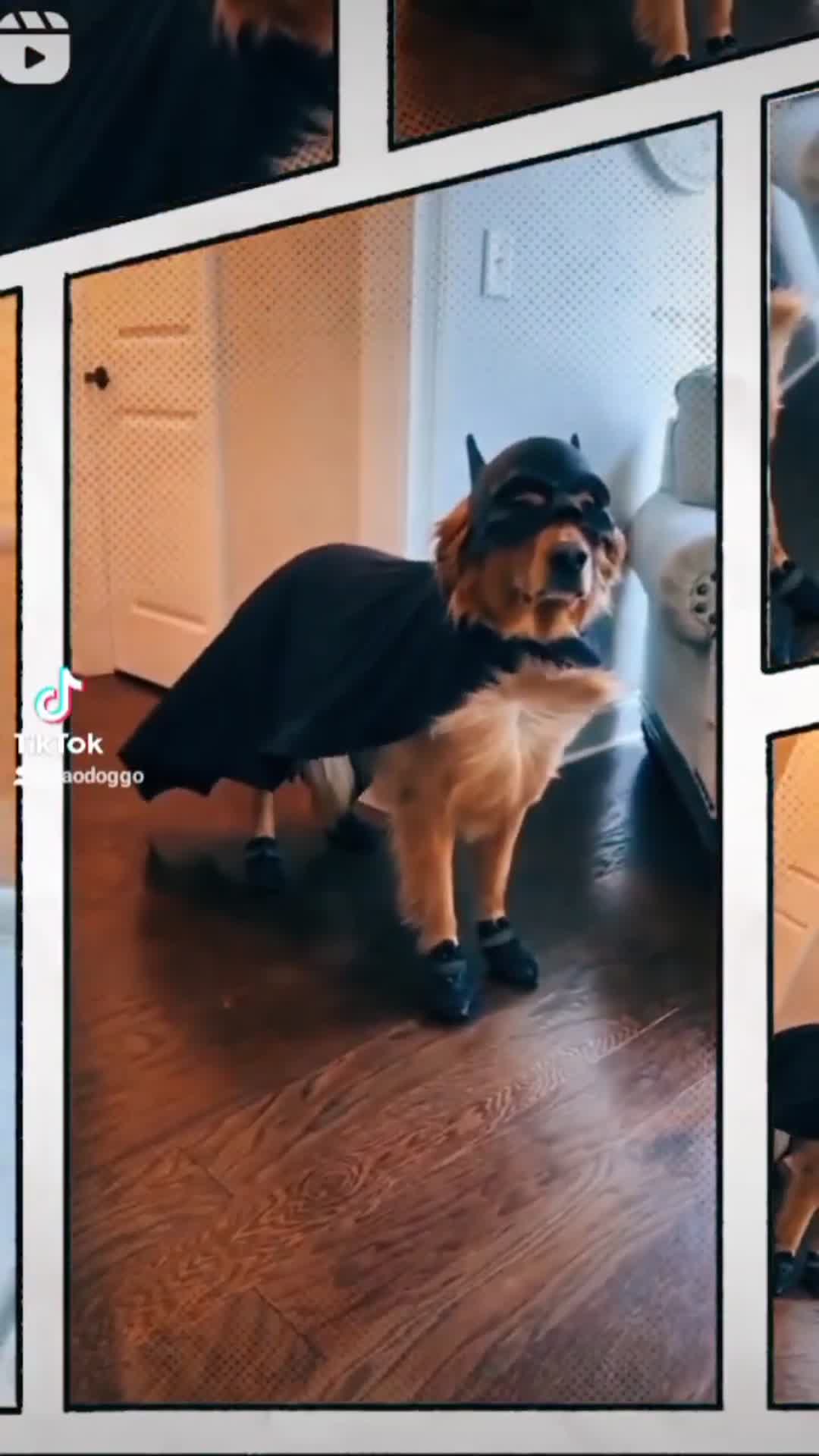 'Video thumbnail for The Bat Dog Hero'