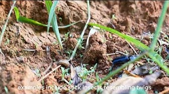 'Video thumbnail for "Bugging Out: 10 Fascinating Fun Facts About Bugs | Unveiling the Wonders of the Insect World"'