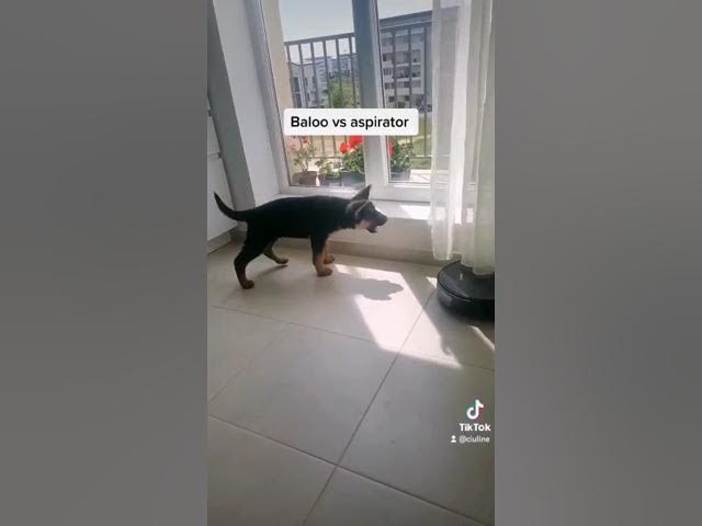 'Video thumbnail for dog vs robot pt 3 #dog #gsdpuppy #gsd #germanshepherd #happydog #happy'