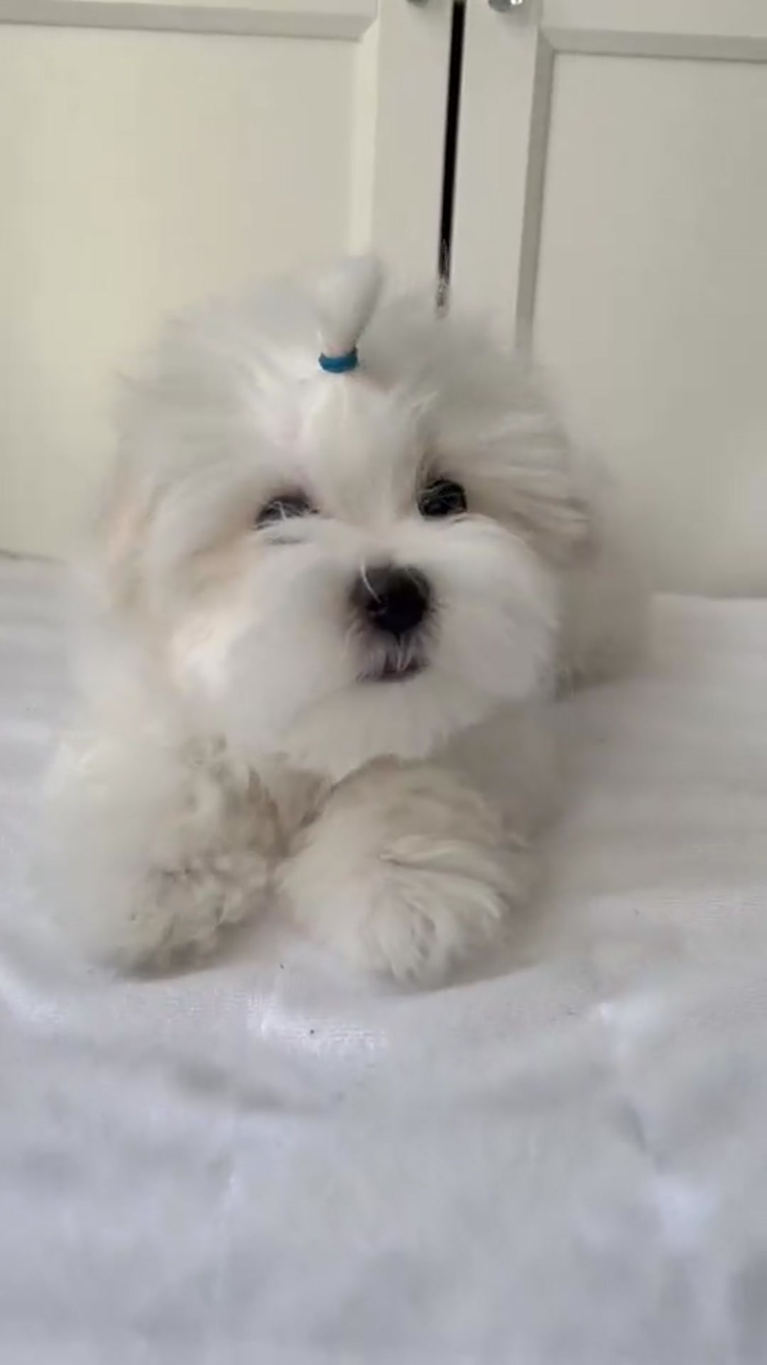 Video thumbnail for ff0c361e5d230518ff7a03ab34ead767 t1