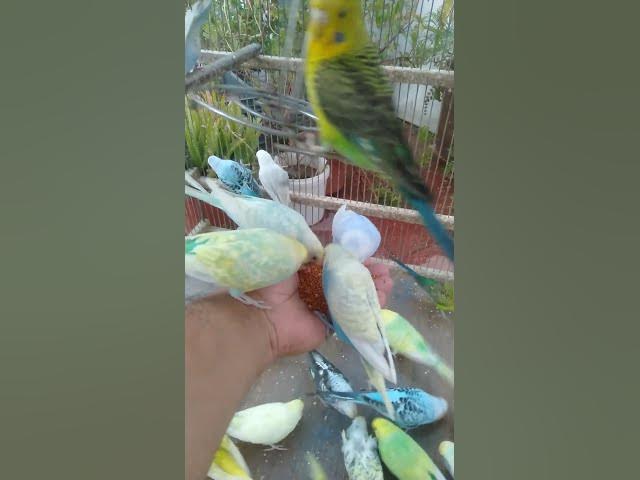 Video thumbnail for This Amazon bird toy is SO COOL#birds#parrot #birdslover #budgis #lovebirds #budgiegar #cute #health