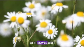 'Video thumbnail for "10 Fascinating Flower Facts You Need to Know | Explore Nature's Beauty!"'