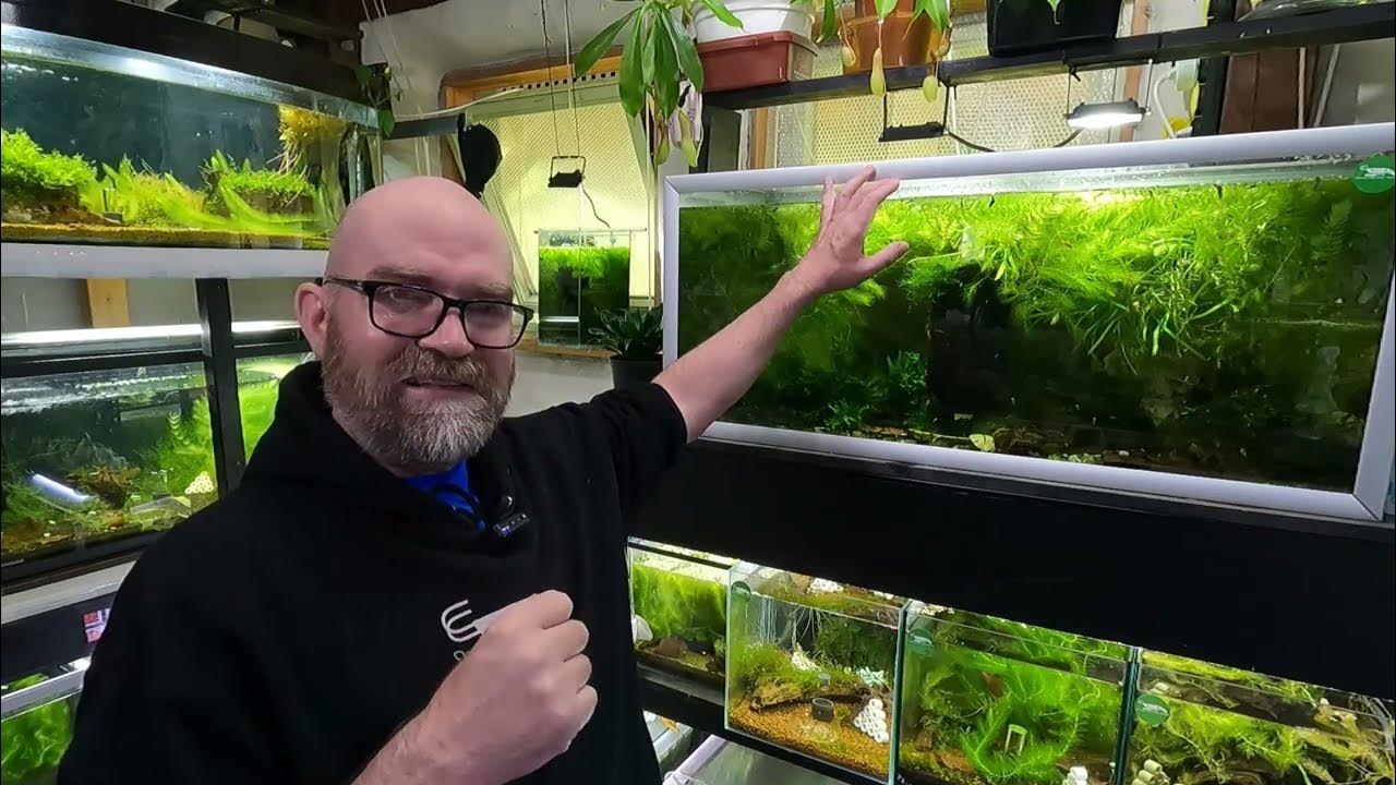 'Video thumbnail for Do THIS to Have a THRIVING Shrimp and Bristlenose Pleco Tank After 6 Months'