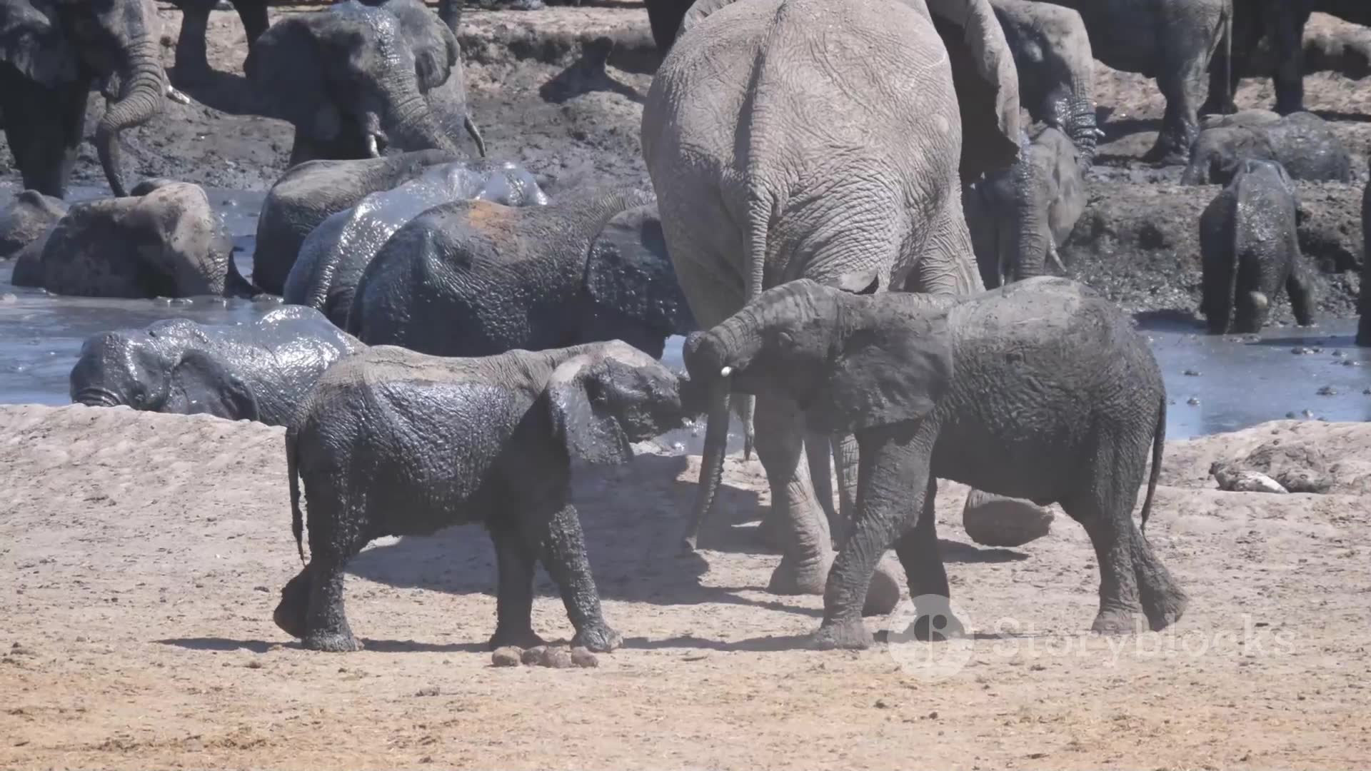 'Video thumbnail for Meet The Animals 8_ Nature’s Most Amazin'