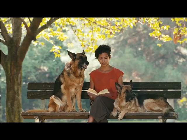 'Video thumbnail for 8 Crucial Mistakes Every German Shepherd Owner Should Avoid'