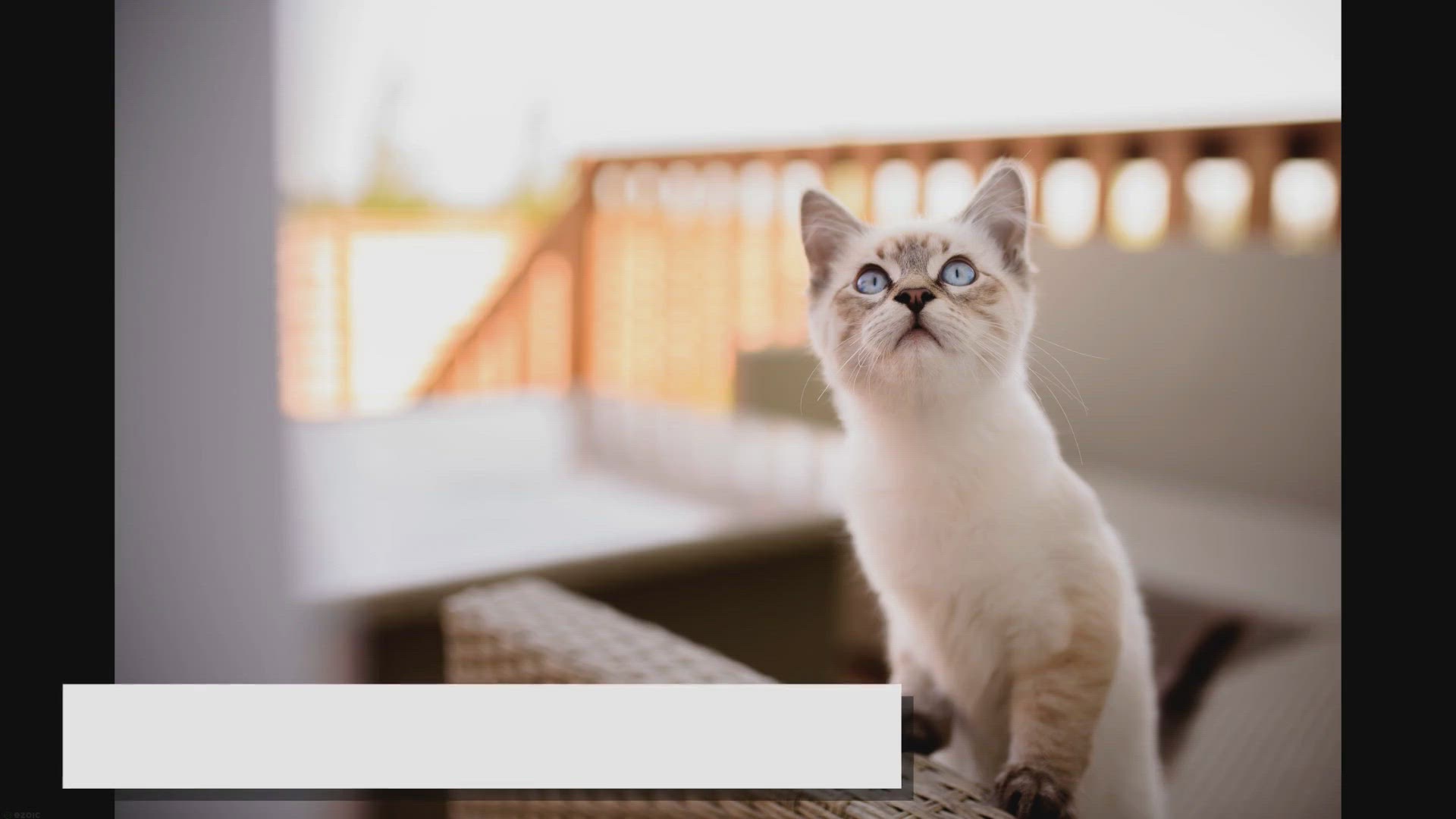Video thumbnail for Ragdolls: Born to Be Lap Cats? Find Out!
