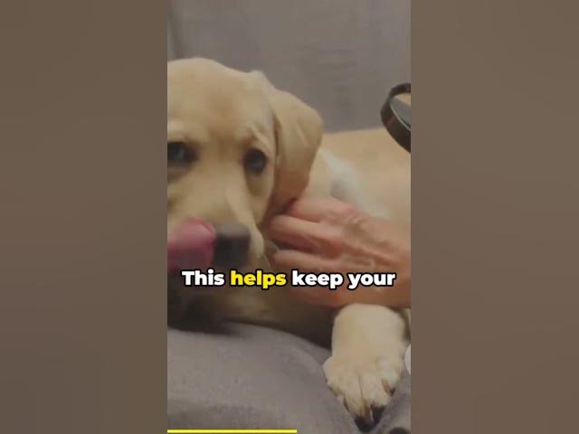 'Video thumbnail for Dog saliva contains a variety of enzymes that play important roles in digestion,'